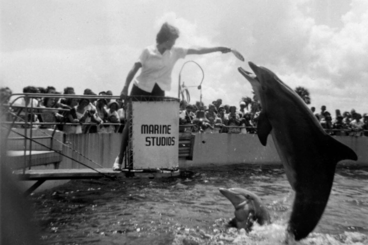Person feeding a dolphin. 
