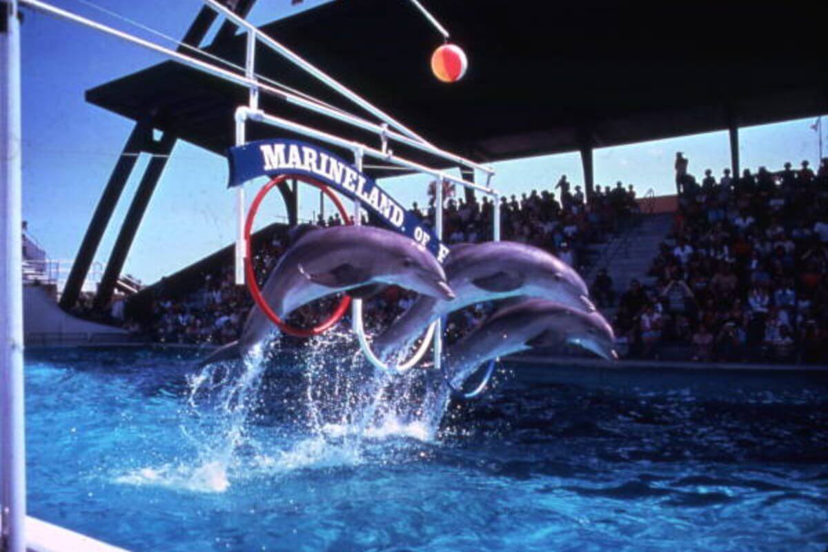 dolphins performing.