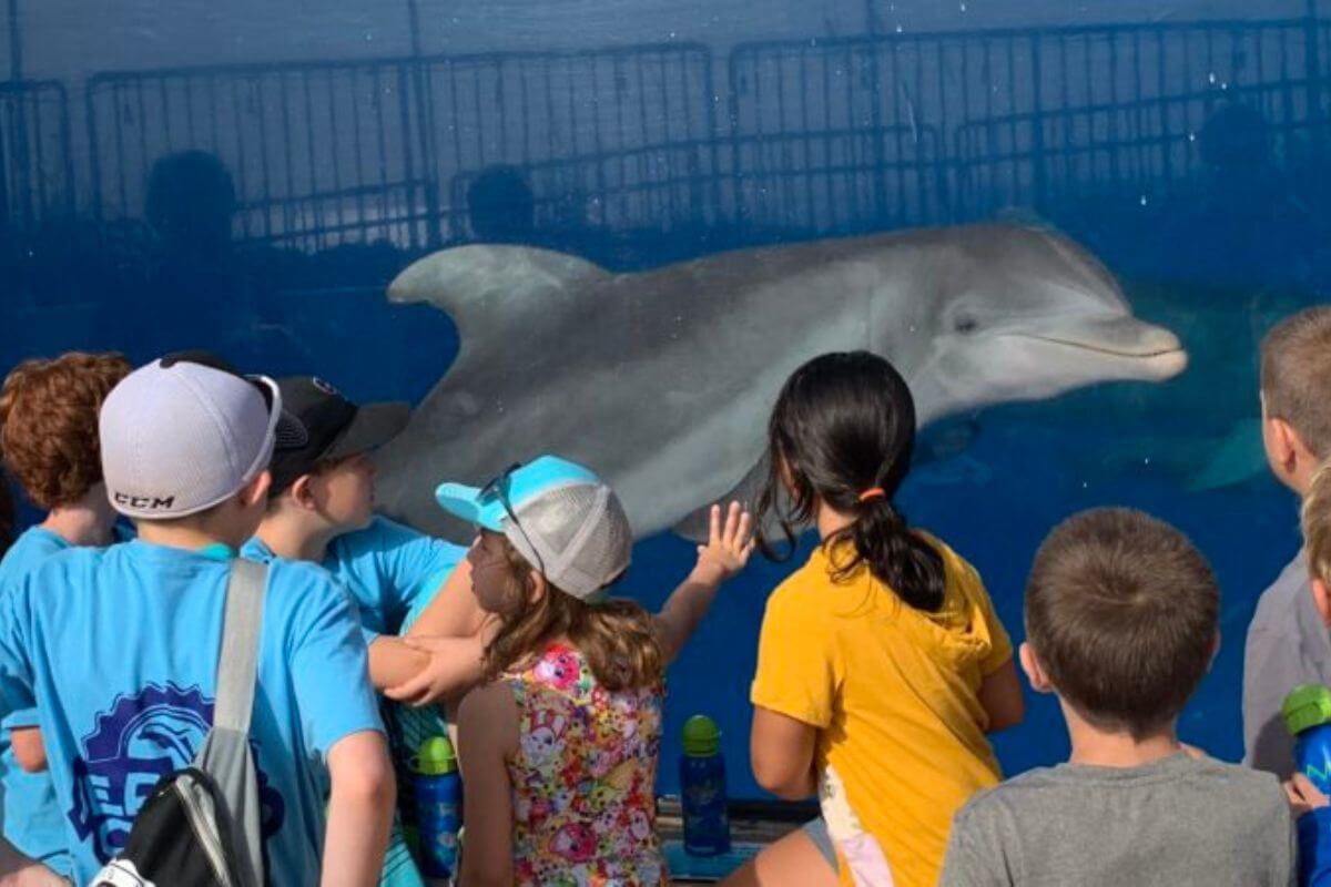children seeing a dolphin.