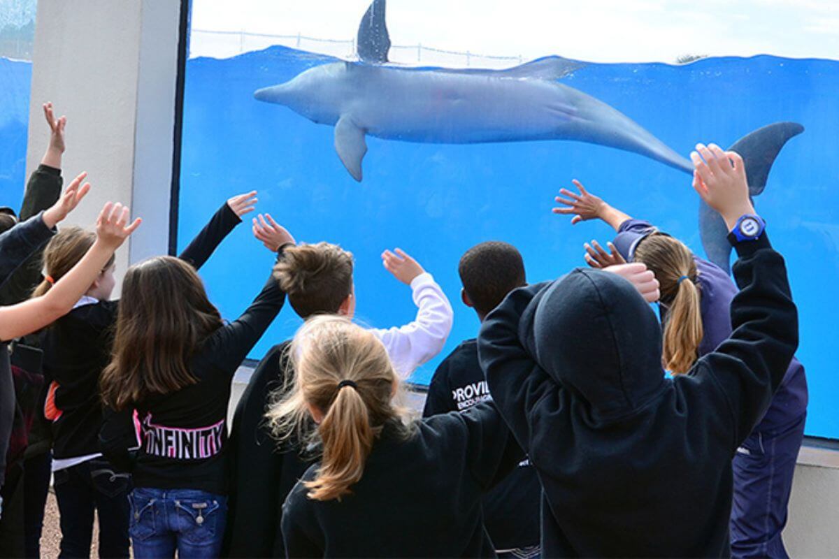 people waving at a dolphin.