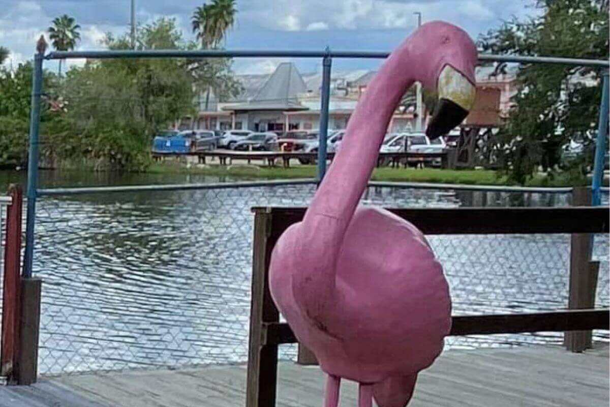 Flamingo Photo Opp at The Shell Factory