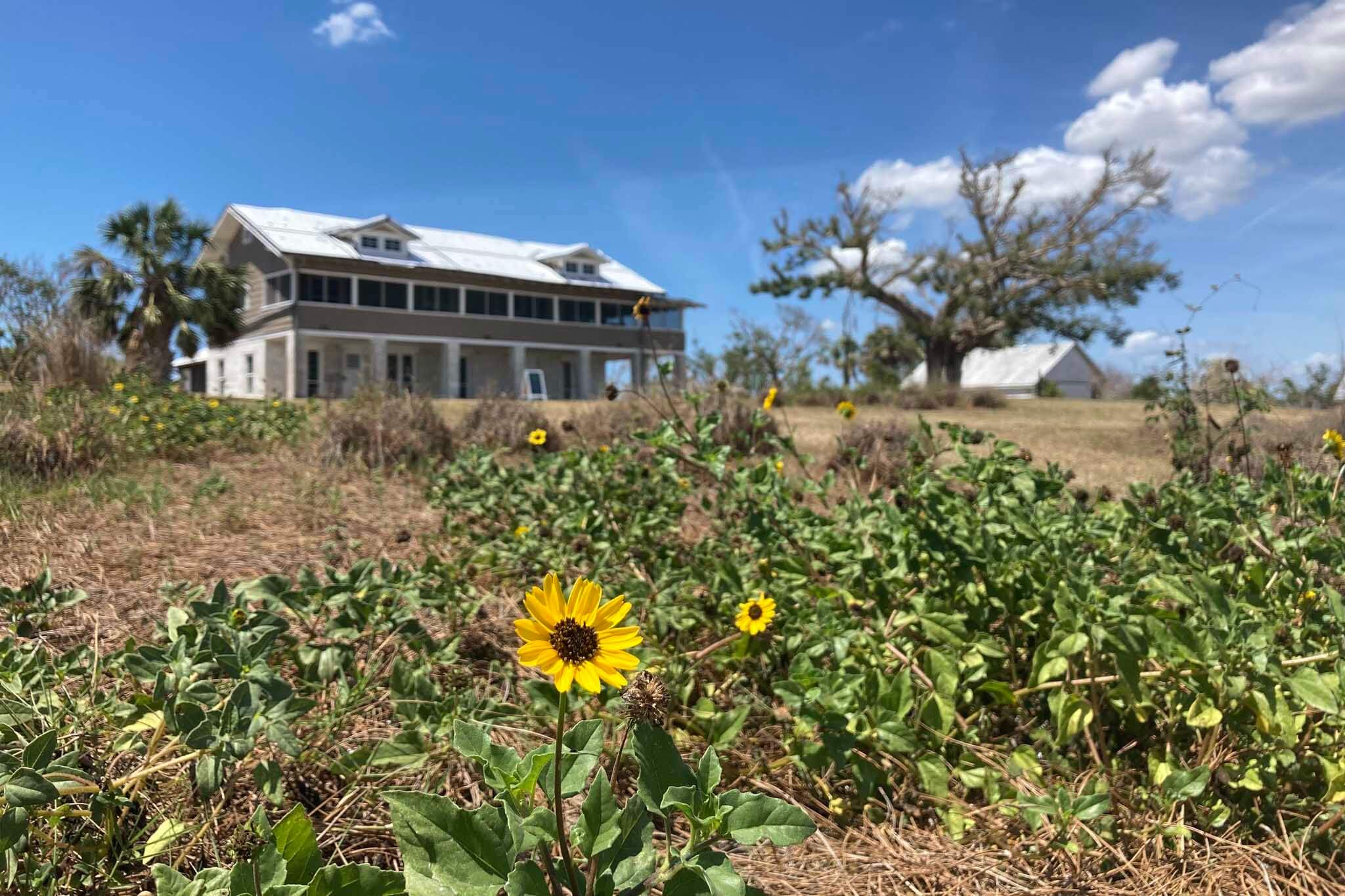 Sunflower on the front of the image with a house in the background. 