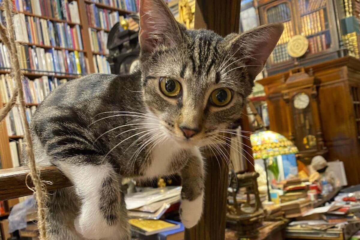 Cat in a book shop. 
