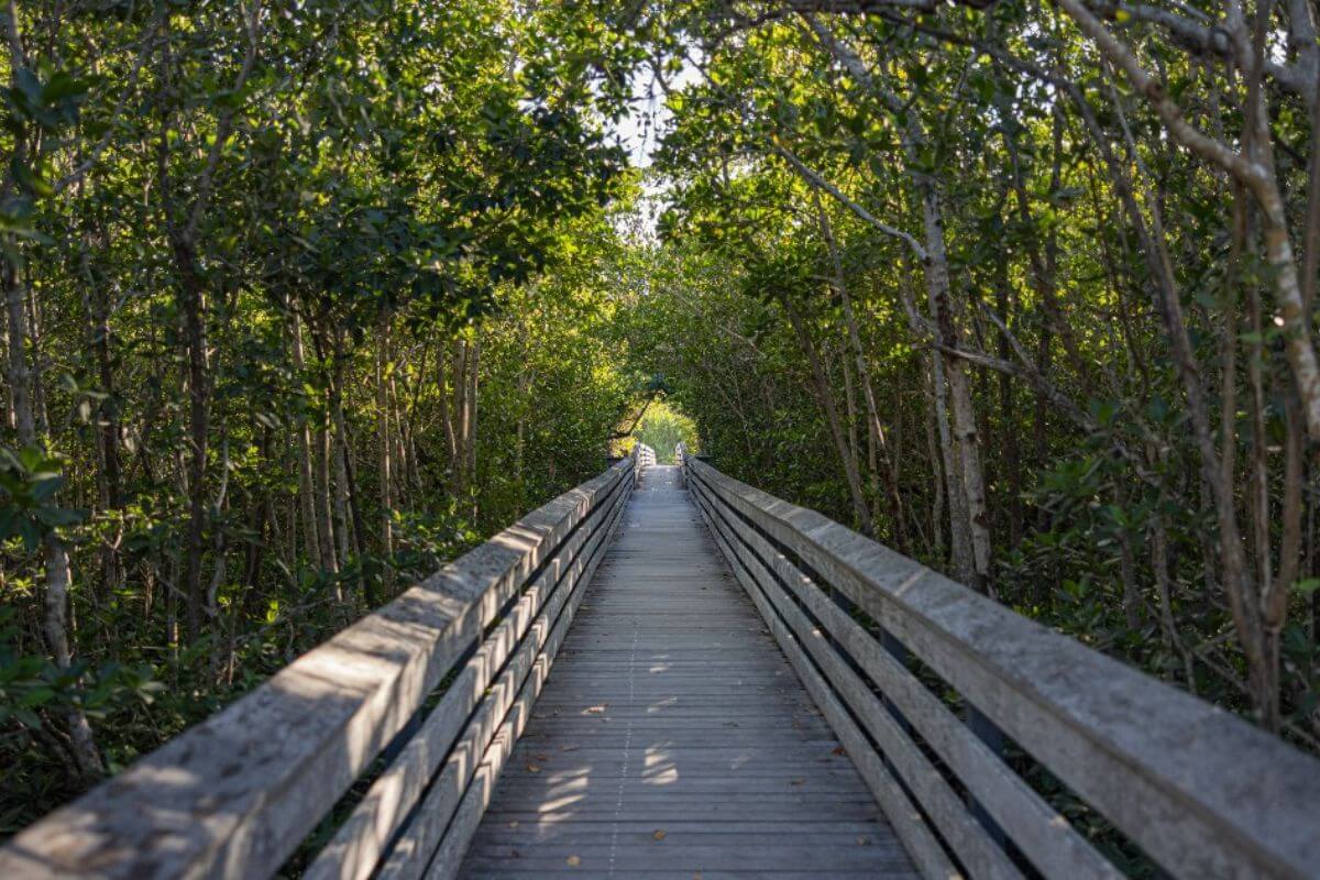 boardwalk surrounded by trees