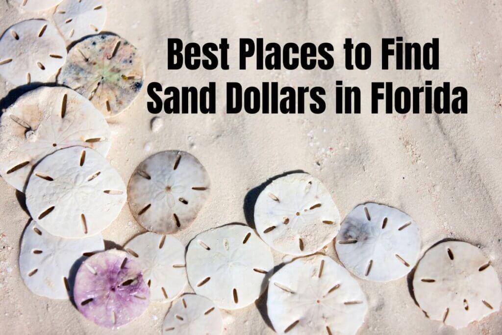 21 Best Places to Find Sand Dollars in Florida (2024) • Authentic Florida
