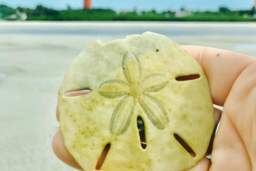21 Best Places to Find Sand Dollars in Florida (2024) • Authentic Florida
