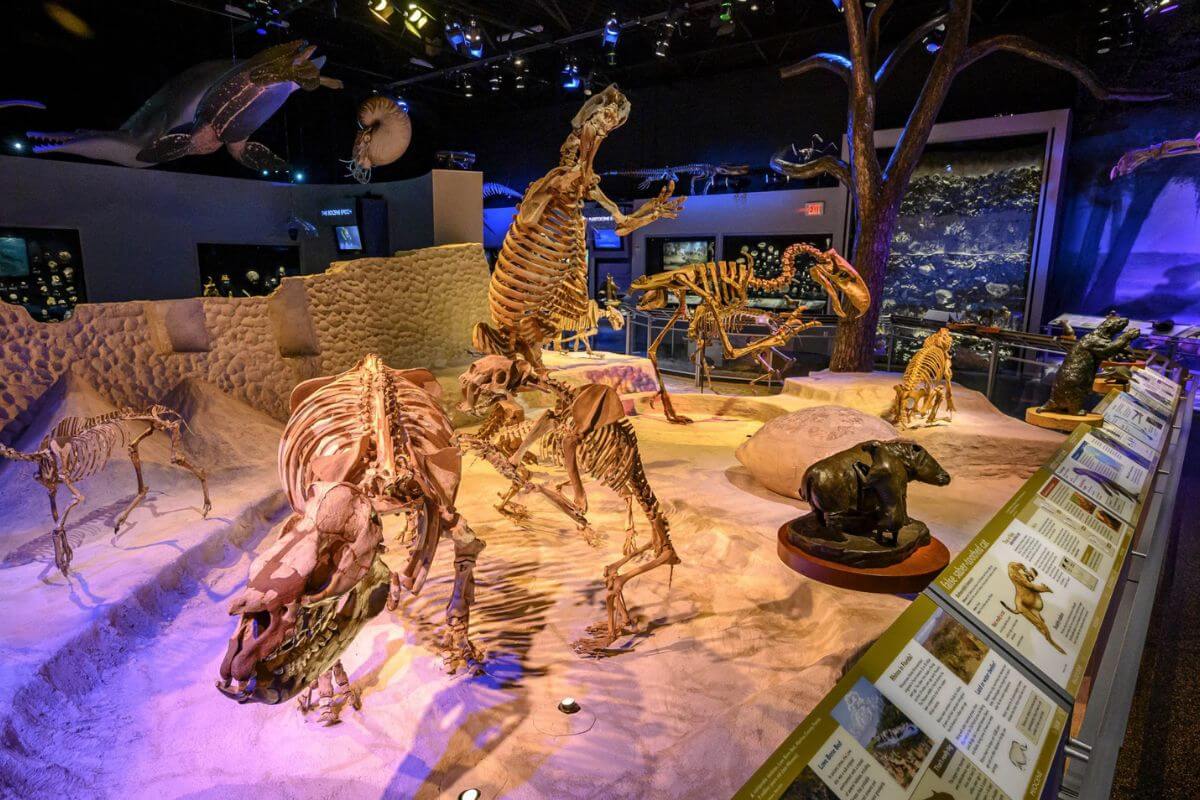 Dinosaur fossils on display. 
