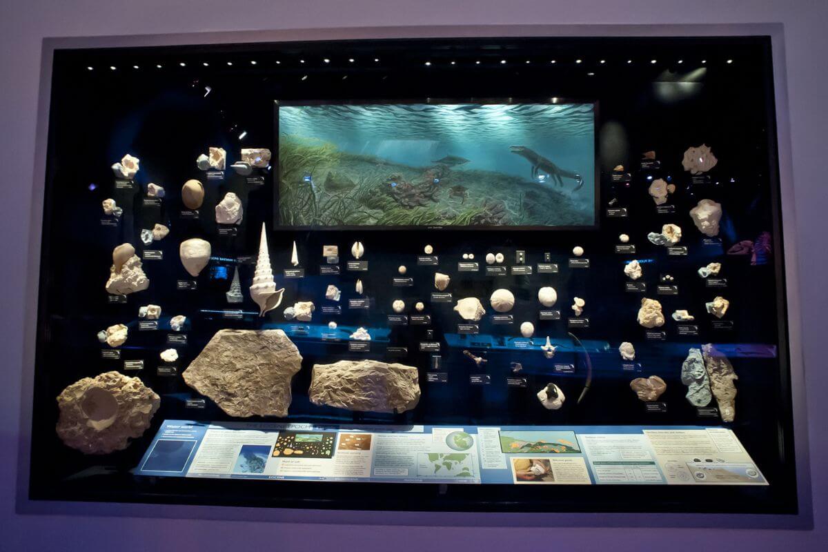 Variety of small fossils on display. 