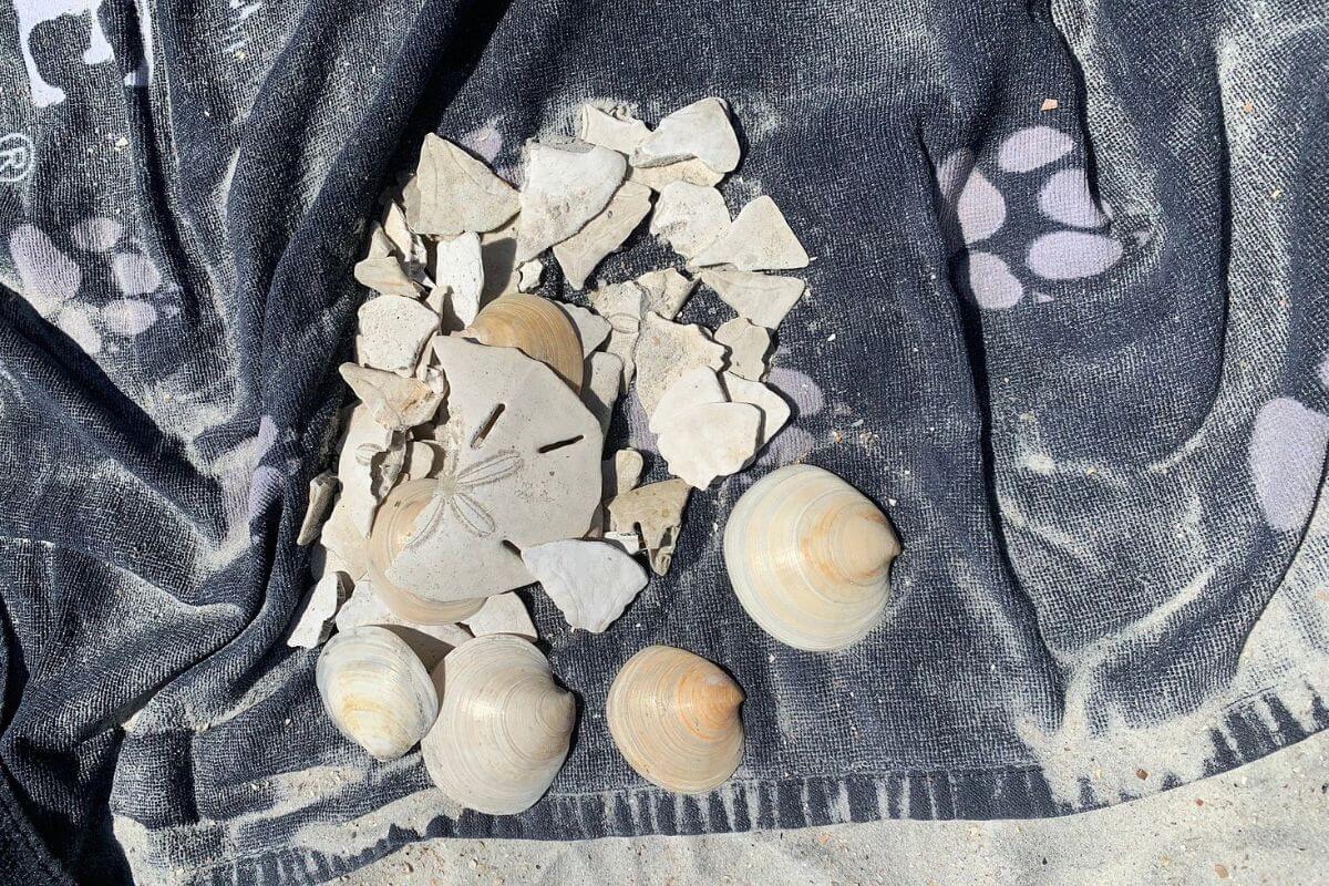shells on beach towel