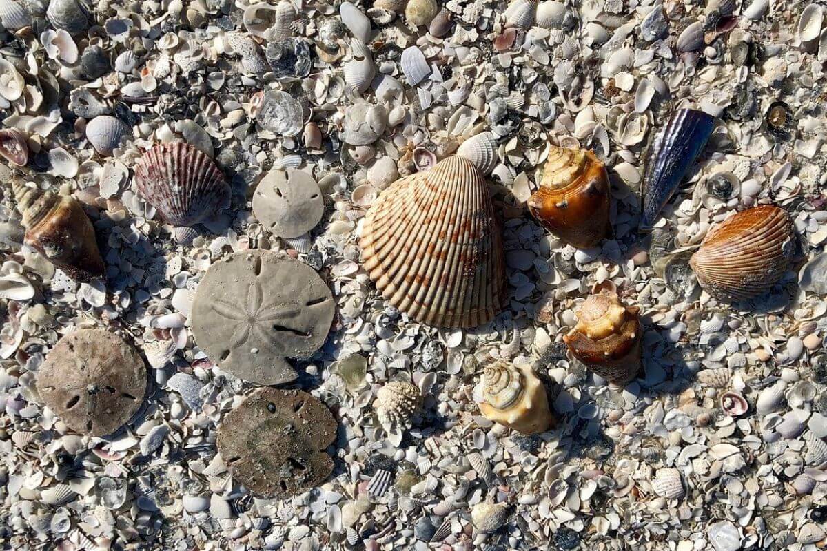 shell collection on beach