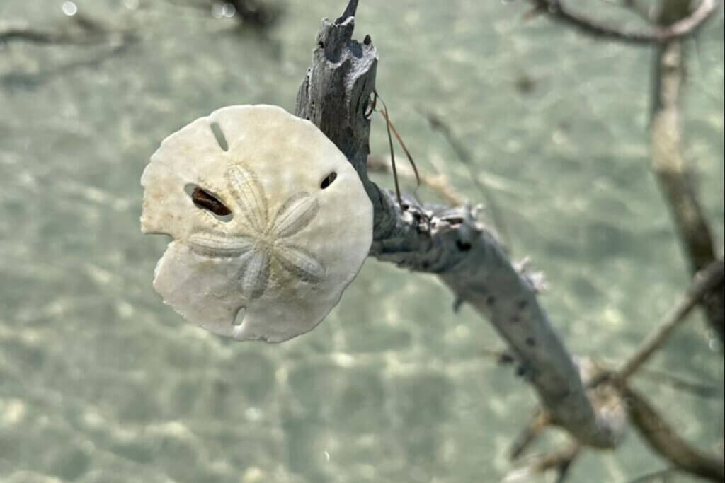 21 Best Places to Find Sand Dollars in Florida (2024) • Authentic Florida