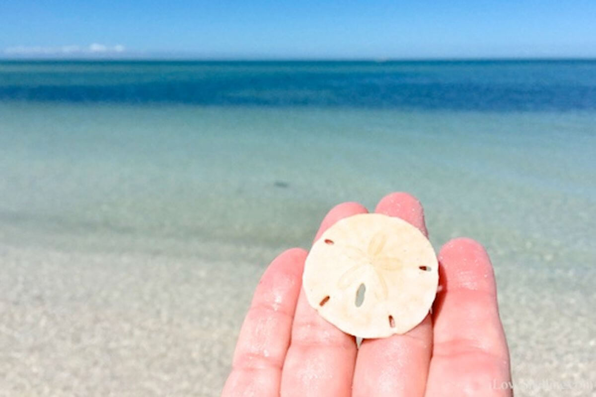 person holding sand dollar