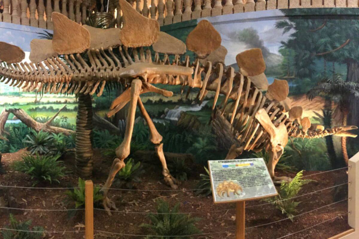 Dinosaur fossil on display. 