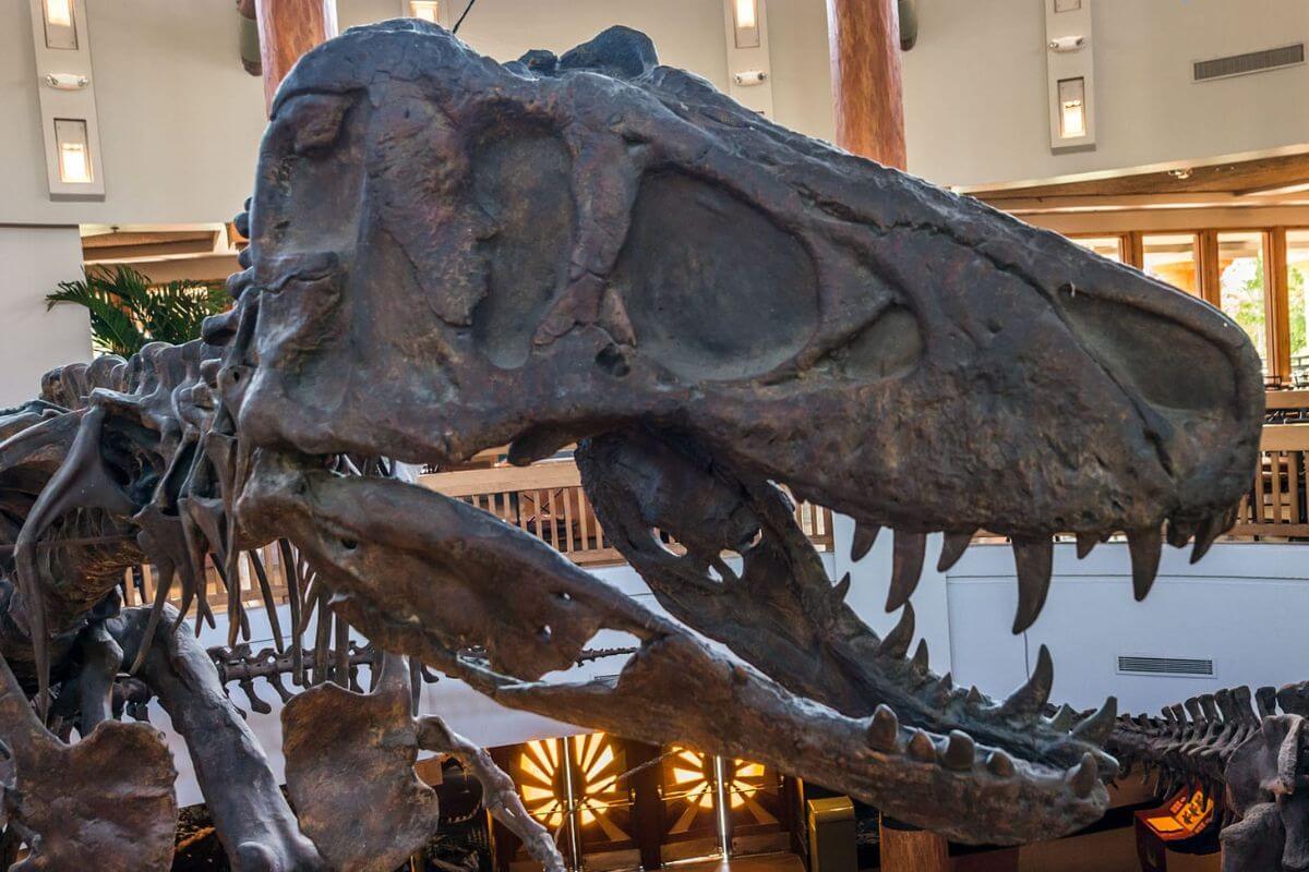 Dinosaur skull on display at Universal. 