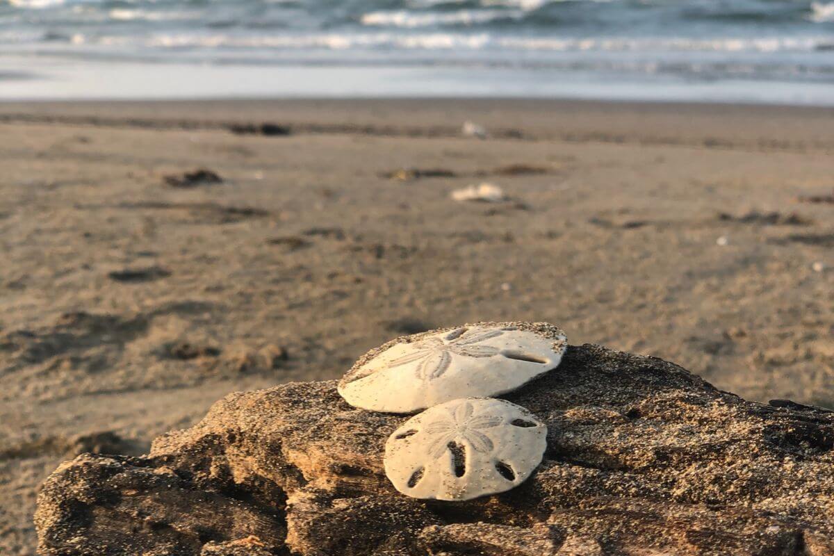 two sand dollars on beach that are from one of the Best Places to Find Sand Dollars in Florida
