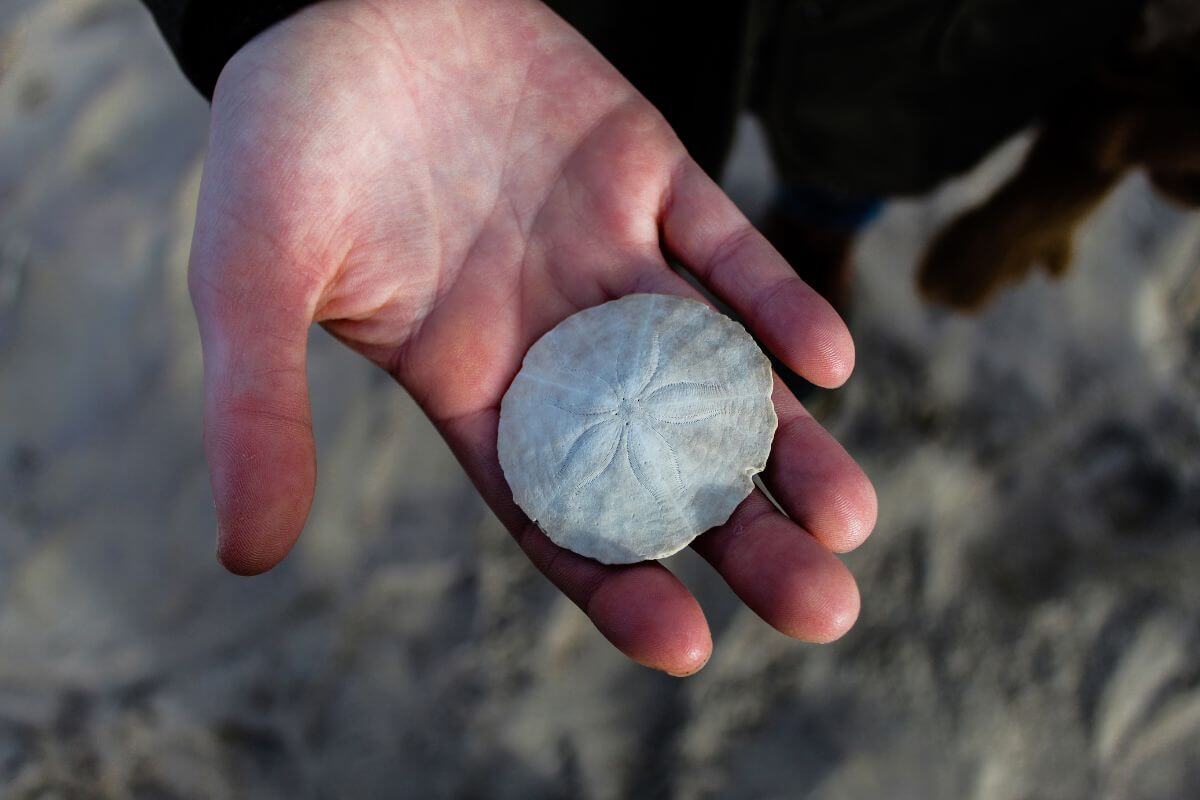 person holding sand dollar