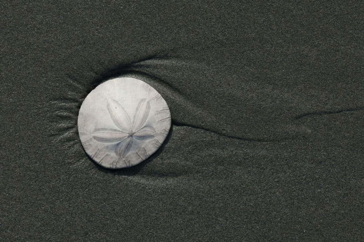 sand dollar on beach