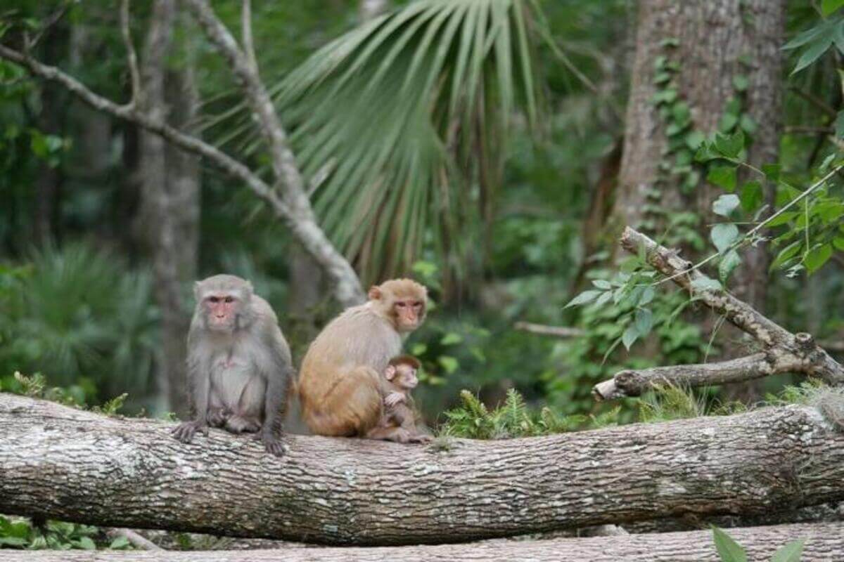 monkeys on a tree trunk