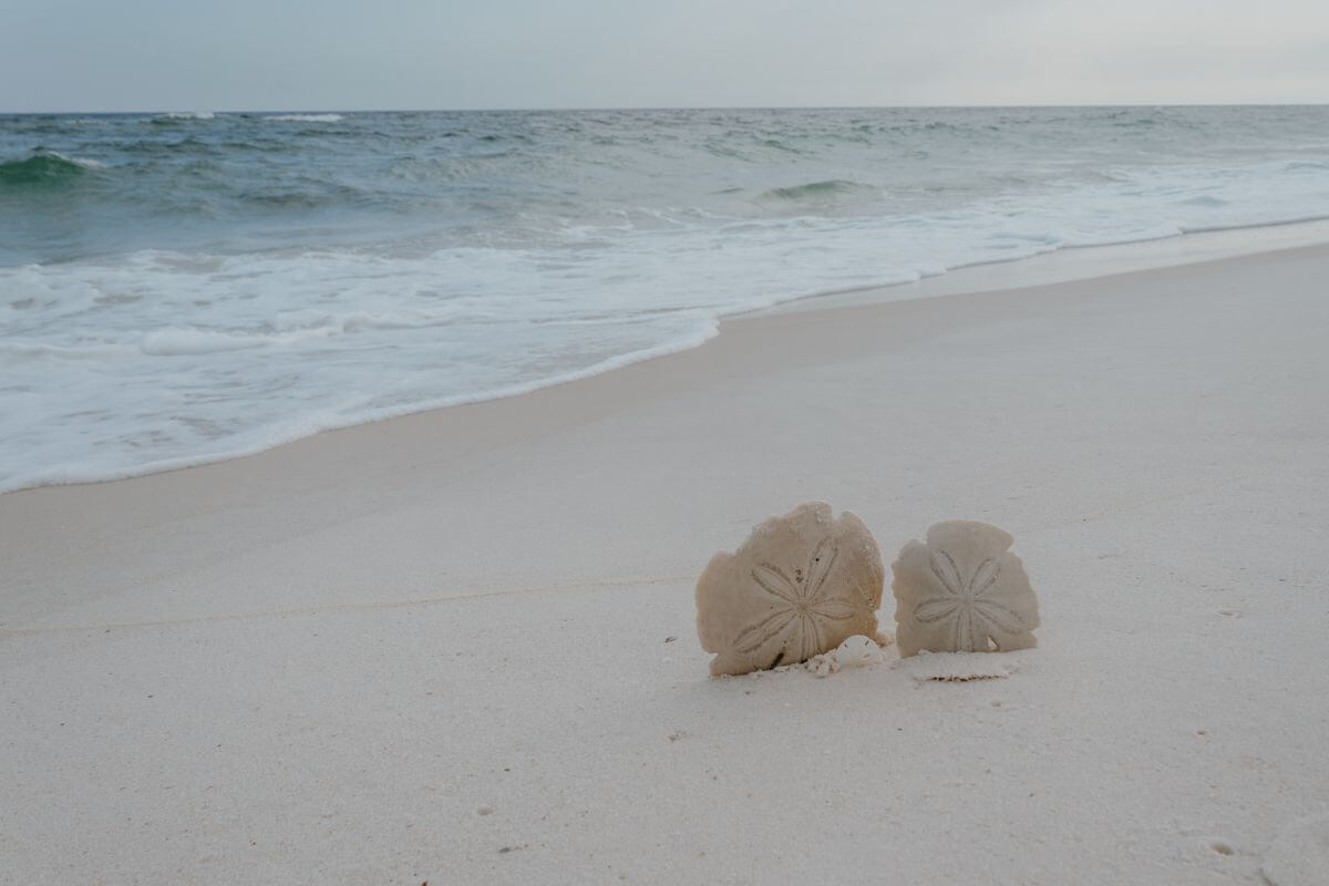 sand dollars on beach