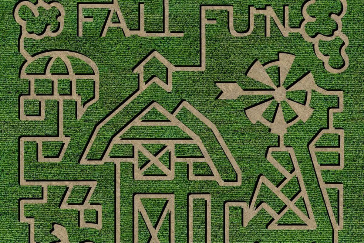 aerial view of corn maze