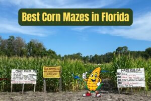 Best Corn Mazes in Florida text on an image of a corn maze entrance.