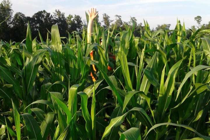 Corn maze at Sweet Season Farms