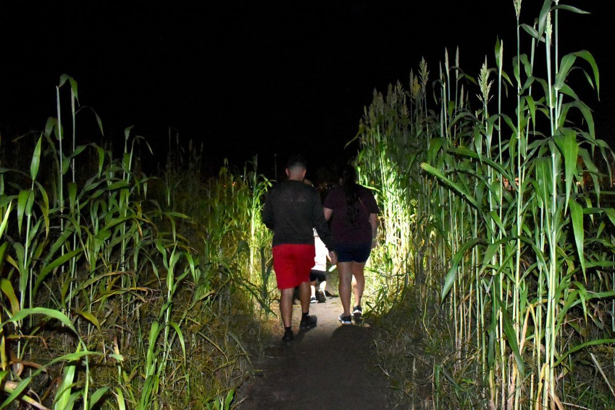 people walking in corn maze at night