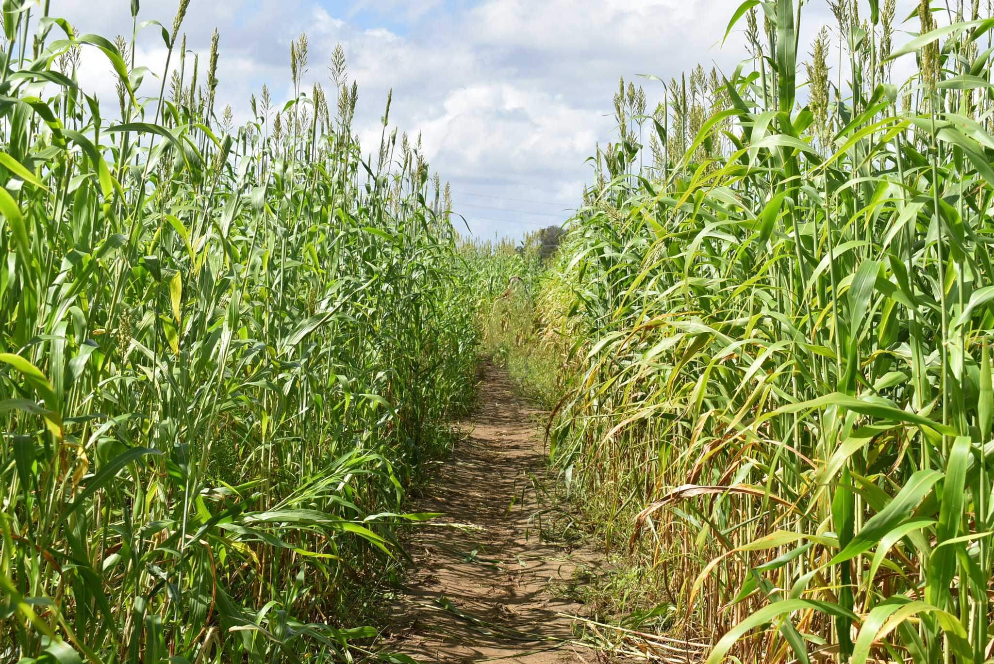 Countryside Family Farms Corn Maze