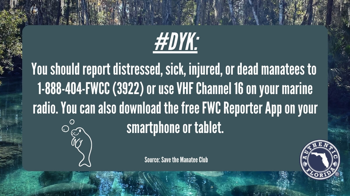 Graphic that reads DYK: You should report distressed, sick, injured, or dead manatees to 1-888-404-FWCC (3922) or use VHF Channel 16 on your marine radio. You can also download teh free FWC Reporter App on your smartphone or tablet. 