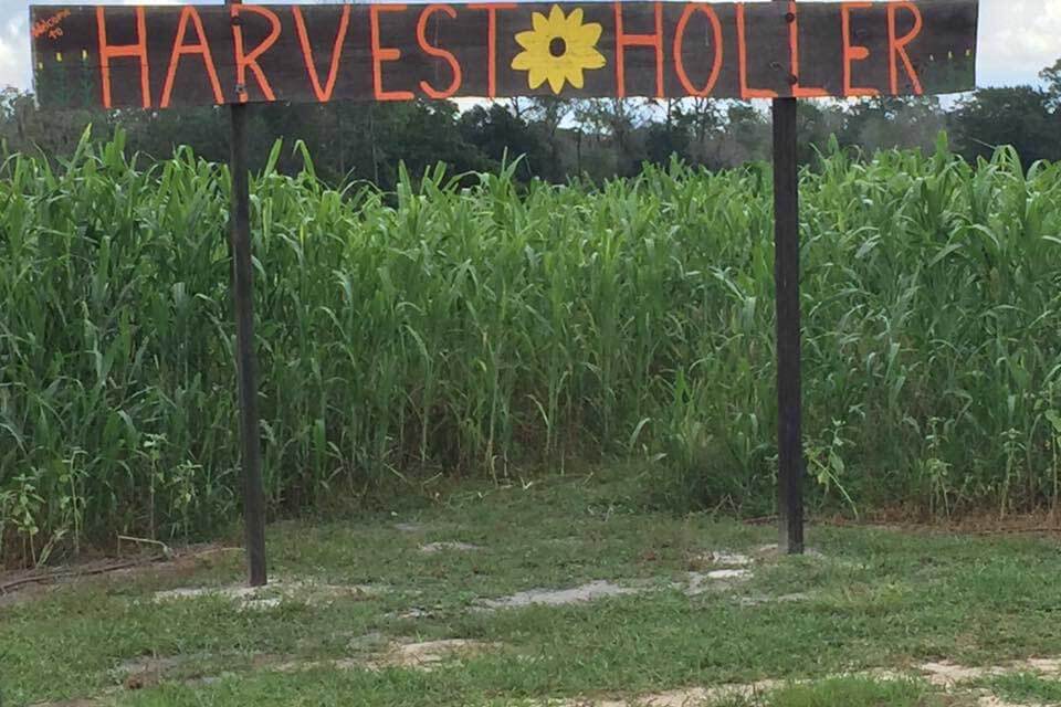 Harvest Holler corn maze