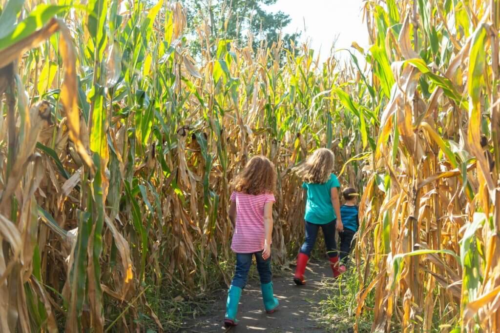 Children walking into a corn maze.