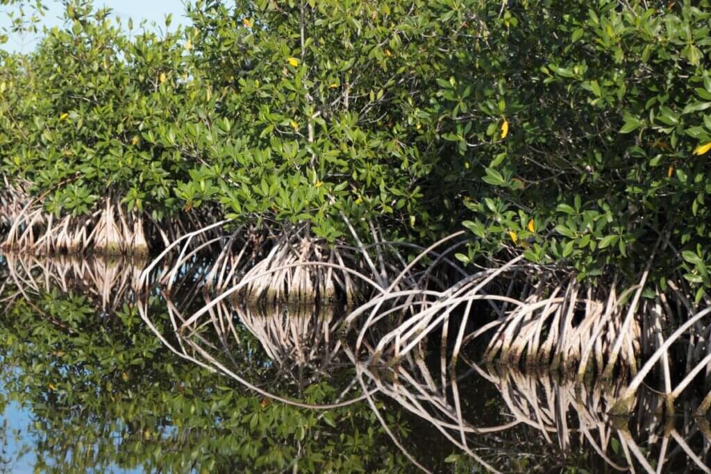 Mangrove swamps in the Everglades