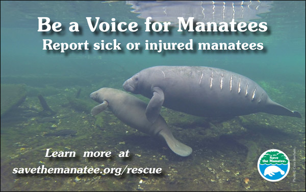 Graphic that reads Be a voice for manatees Report sick or injured manatees. 