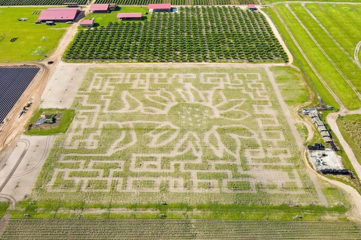 aerial view of maze