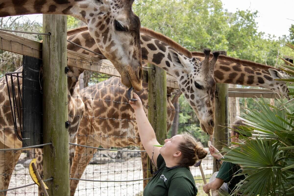 Staff member feeding a giraffe at the zoo. 