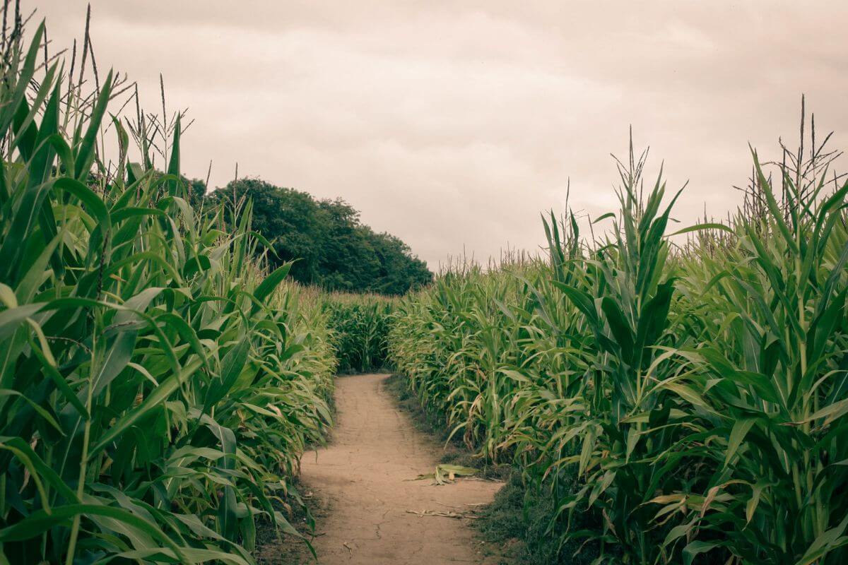 view of corn maze