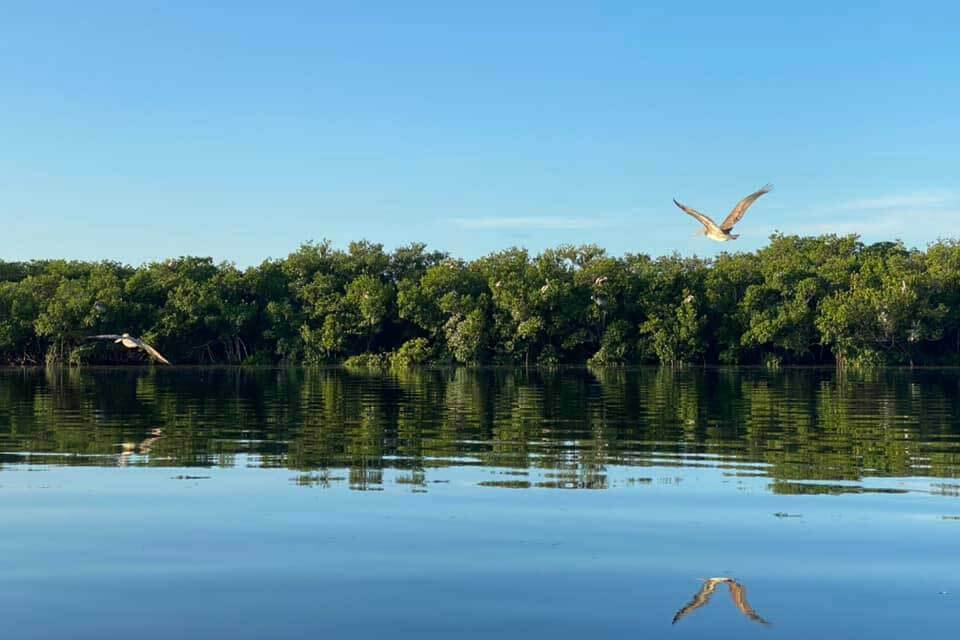 Birds flying over the water at Anclote Key Preserve State Park.