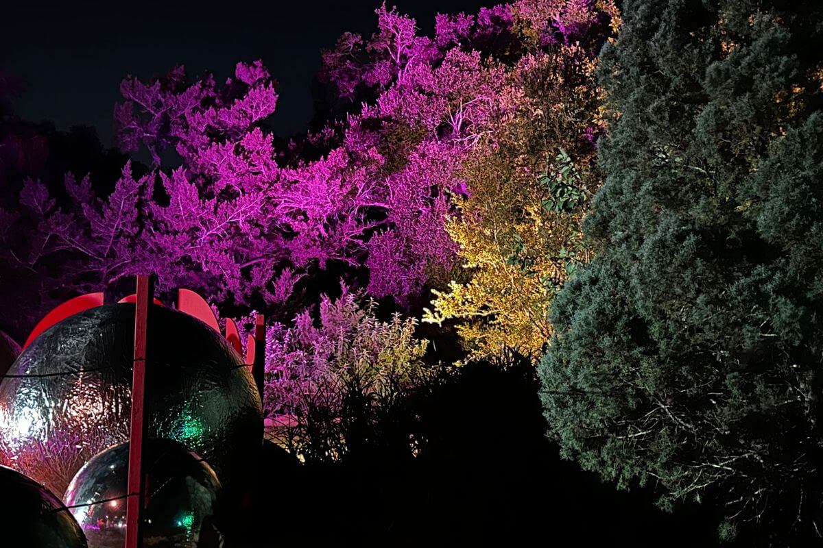 Trees colored by lights. 