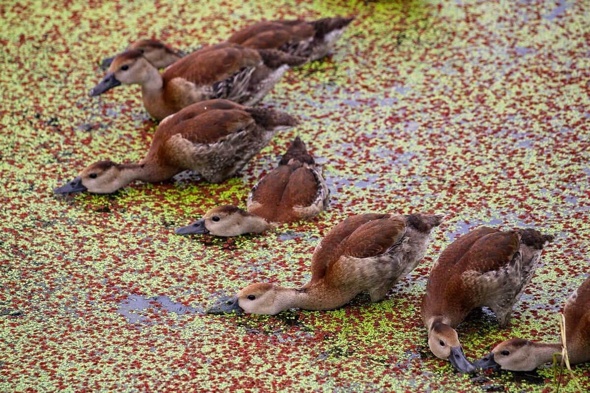 Ocala Wetland Recharge Park Ducks.