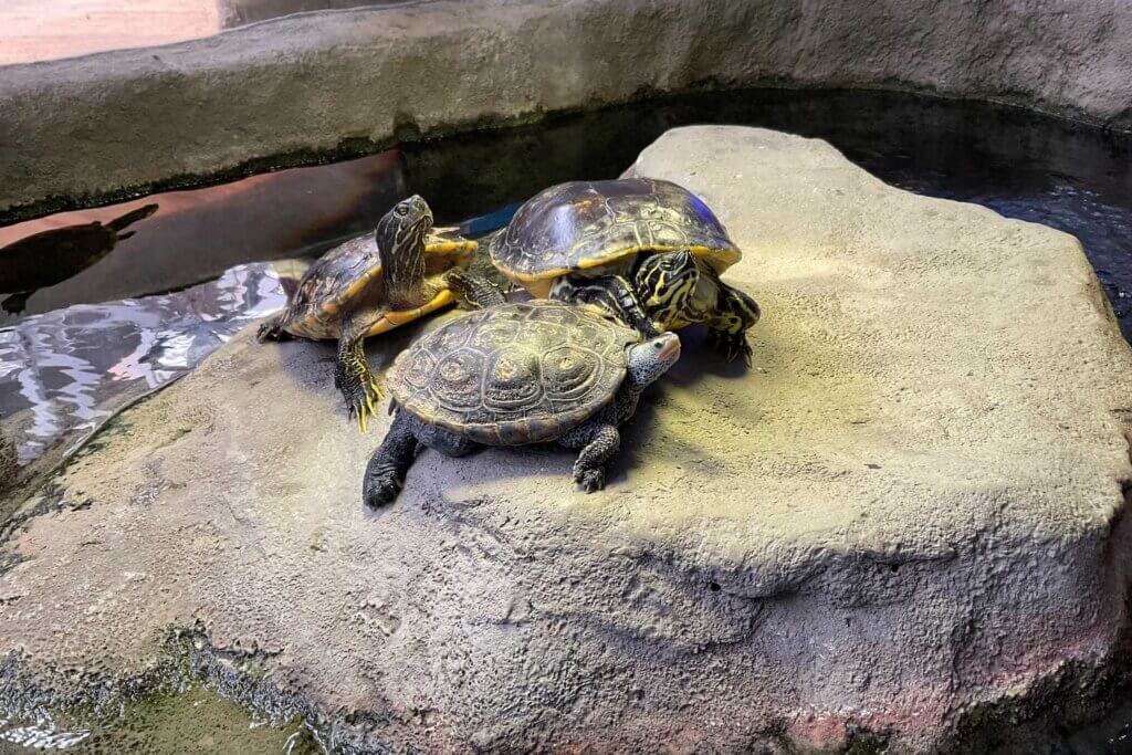 Turtles on a rock at the Marine Science Center