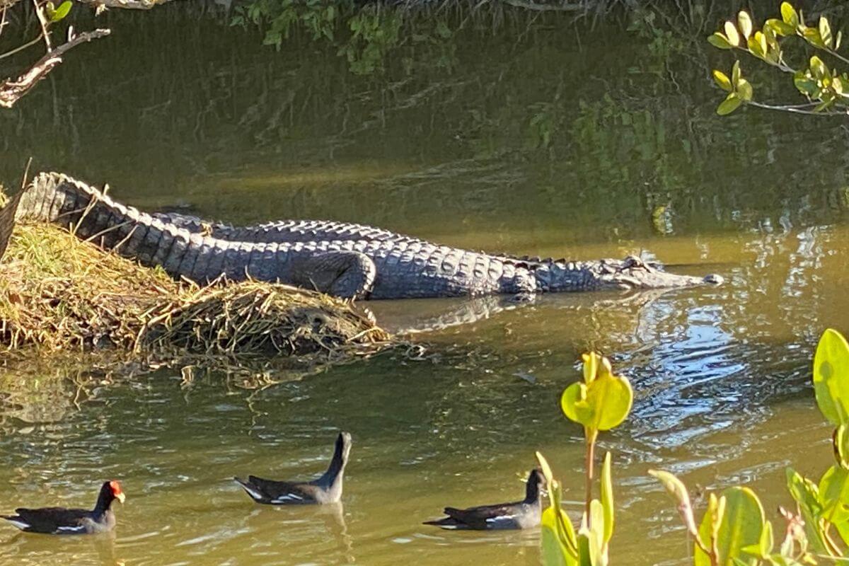 Alligator spotted at Merritt Island National Refuge