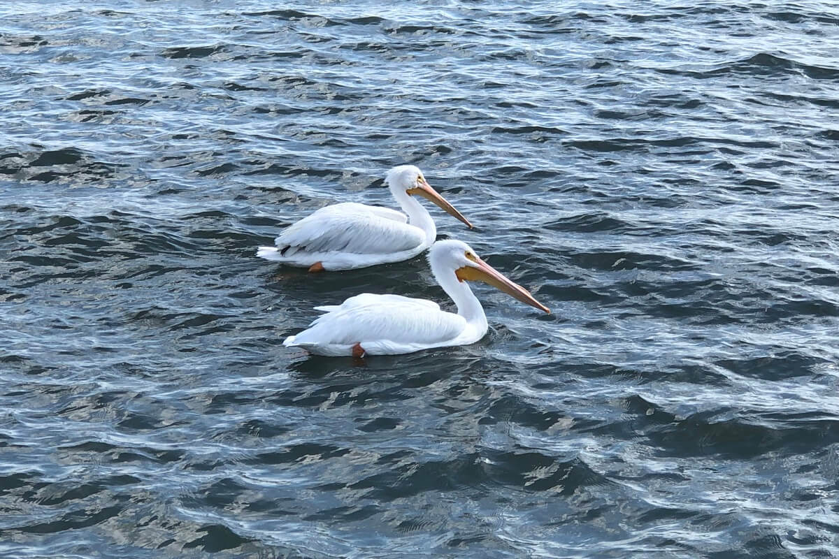 birds on water