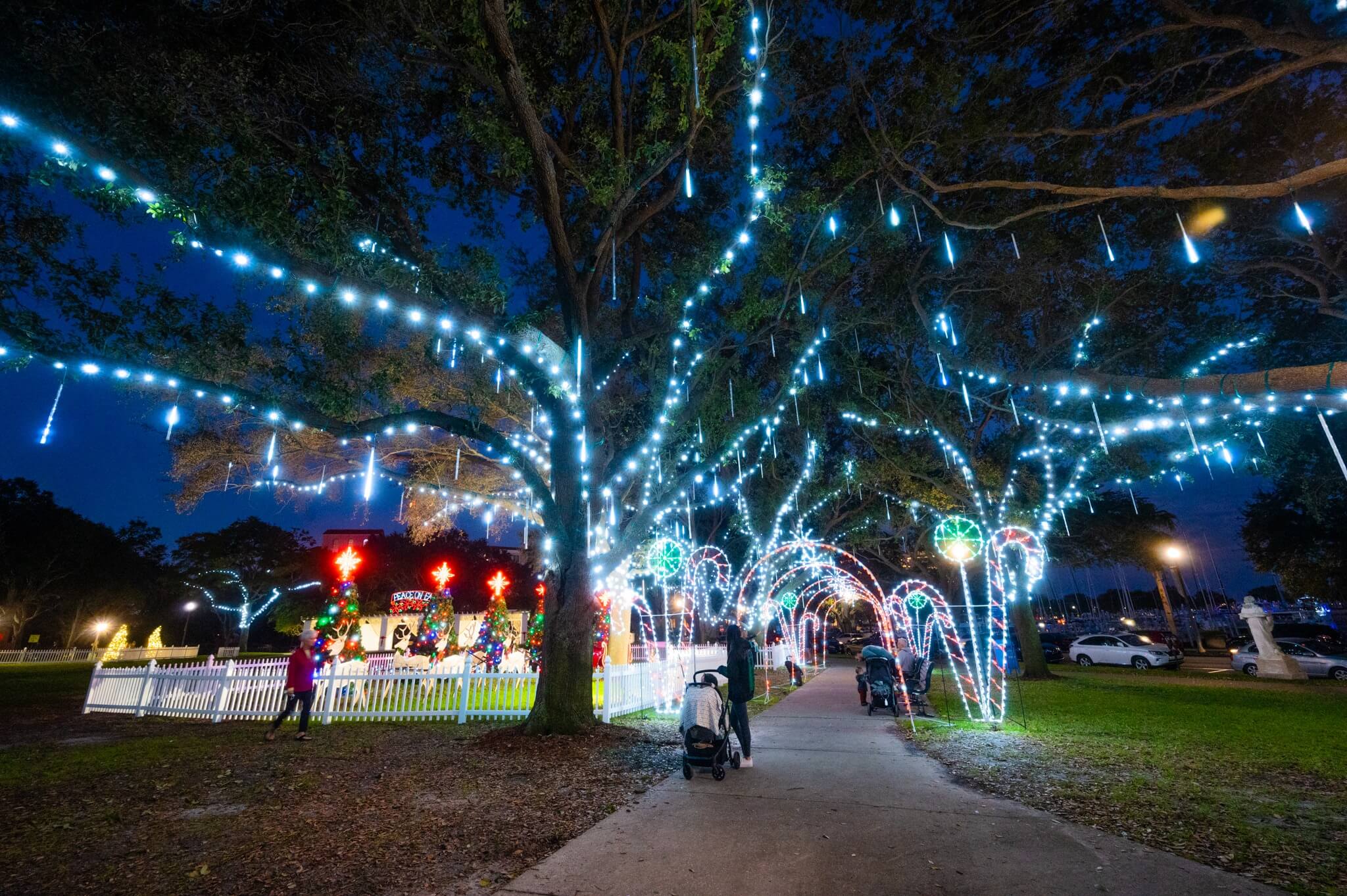 Christmas lights put up on trees in a park.