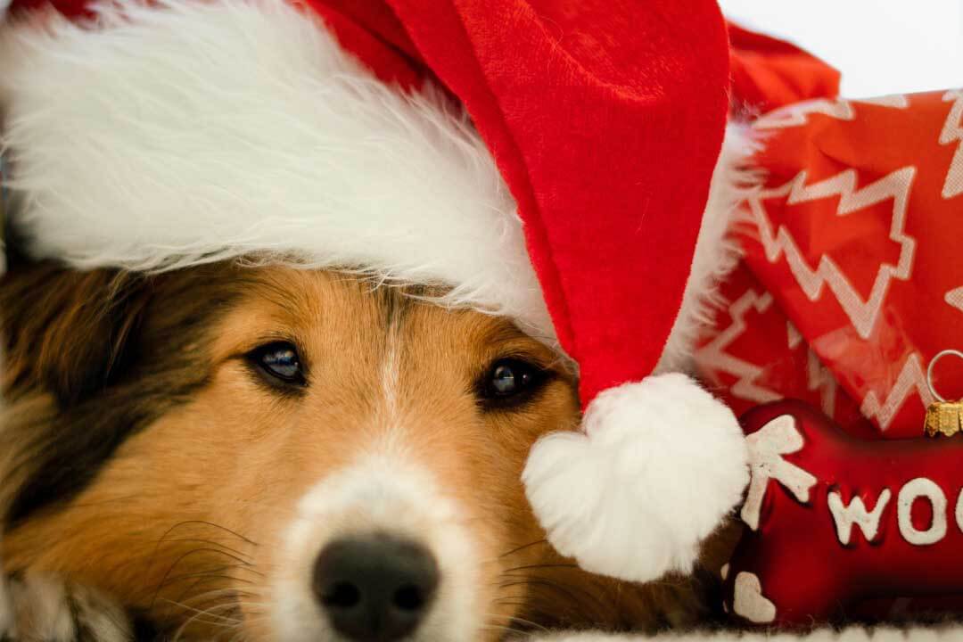 Dog in santa hat