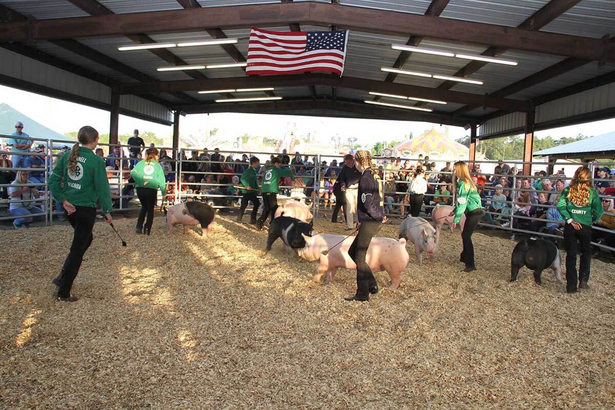Flagler County Fair people with pigs