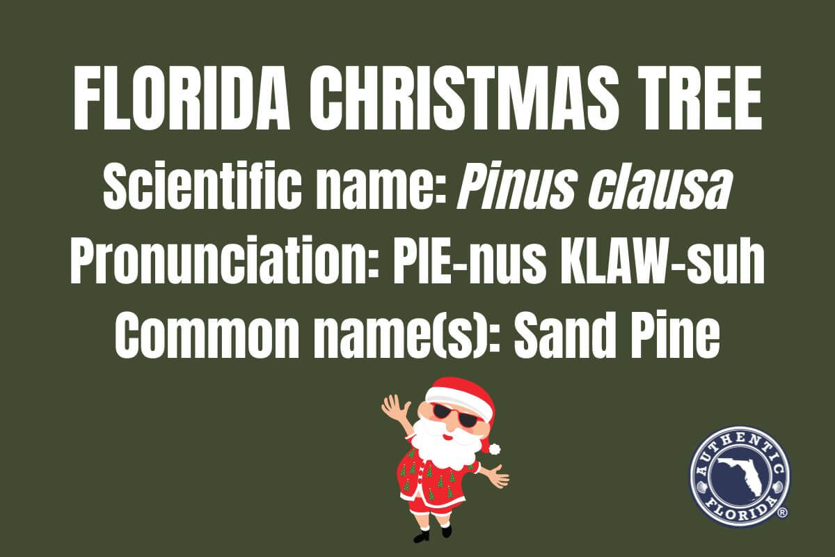 Graphic reading Florida Christmas Tree Scientific name: Pinus Clausa Pronunciation PIE-nus KLAW-suh Common name(s): Sand Pine. 