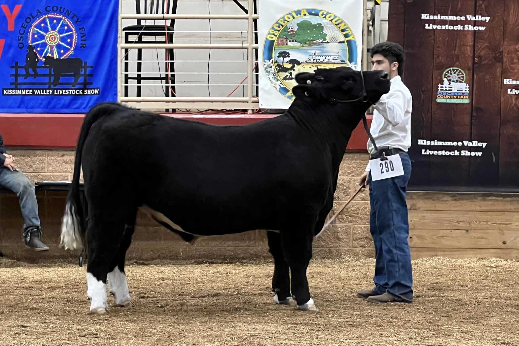 Osceola County Fair cattle at the show
