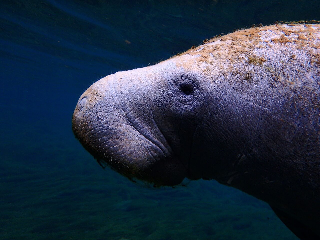 manatee in the water swimming