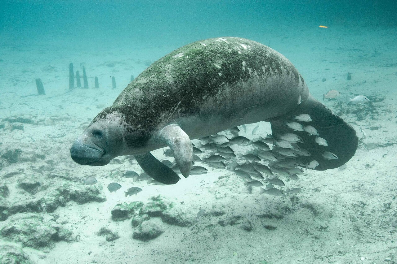 manatee in the water.