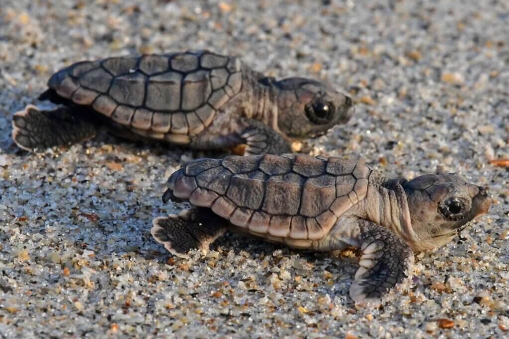 two baby turtles on the beach